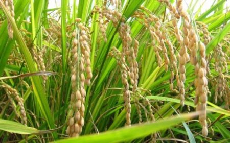 डीजल का खर्च खत्म! 1 मशीन से होंगे खेती के 5 काम